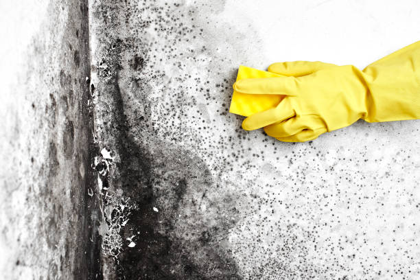Best Basement Mold Remediation in Red Lake, MN