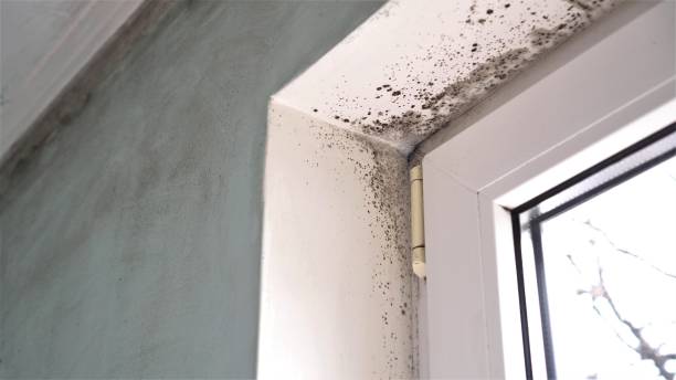 Best Industrial Mold Remediation in Red Lake, MN
