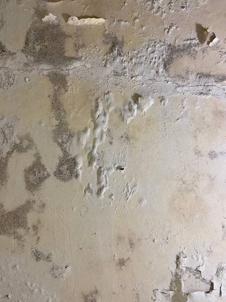 Best Mold Remediation for Schools in Red Lake, MN