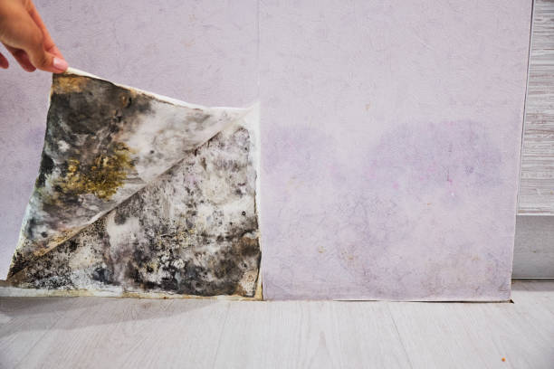 Best Kitchen Mold Remediation in Red Lake, MN